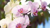 How to Get Orchids to Rebloom with These 5 Must-Know Tips