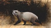El último panda gigante europeo vivió hace 6 millones de años en Bulgaria