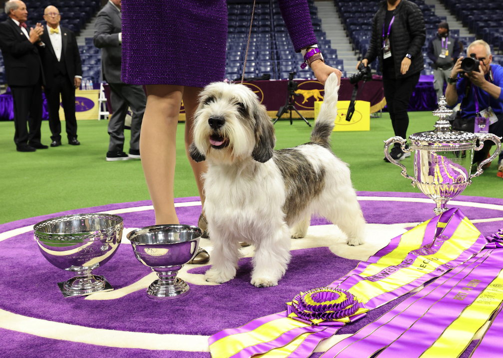 What makes a Westminster Best in Show winner, based on a century of data