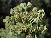 Euphorbia characias