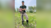Endangered, rare rattlesnake spotted in Ohio