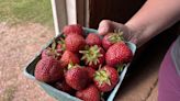 P.E.I. strawberry growers face uncertainty as plants get hit with a mix of wet and dry conditions