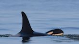 Can B.C.'s southern resident orcas be taken off the path to extinction?