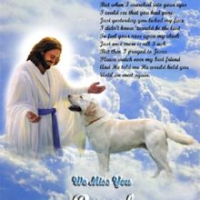 Heavenly Images | Dog heaven quotes, Dog heaven, Dog poems