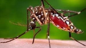 Dengue cases rise in the US, some reported in SC: What to know about the mosquito-borne virus