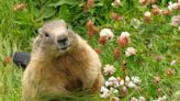 How to Get Rid of Groundhogs Effectively and Humanely