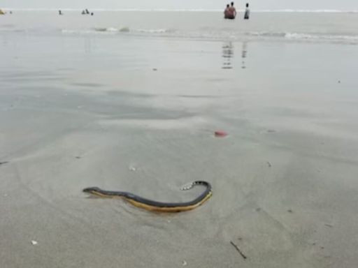 In Bengal's Bakkhali Beach, Tourists Scared After Spotting Yellow-bellied Sea Snake - News18