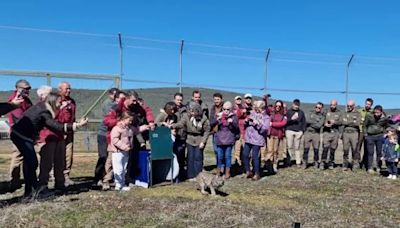 El lince U2, que estaba en un cercado de aclimatación en Cabañeros, ya en campo abierto