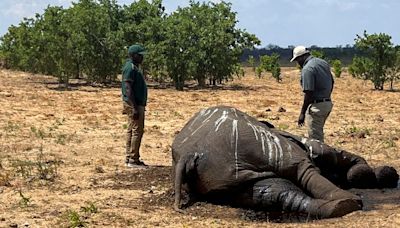 Southern African countries fear losing more elephants to drought