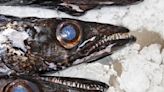 Is the 'world's ugliest fish' actually delicious? Here's how to cook black scabbard.