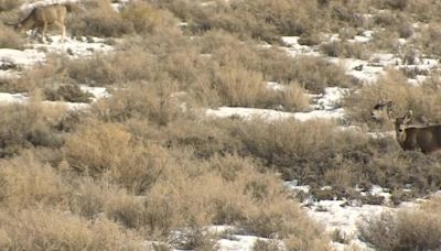 Deer 255, known for longest migration route, dies in Red Desert