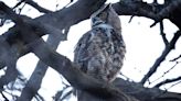 Letters: Heartbroken over the demise of the great horned owl family in Lincoln Park