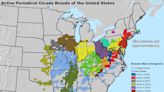 The cicadas are coming: These 5 maps break down what you need to know