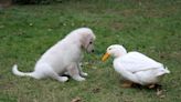 Lonely disabled duck befriending puppies melts hearts: "She is one of them"