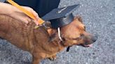 "El Cejas", perro callejero se gradúa de una secundaria en Coahuila