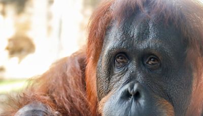 Meet Stella, the baby orangutan melting hearts at Busch Gardens in Tampa