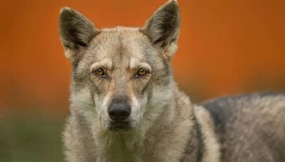 Perro lobo checoslovaco: características y cuidados