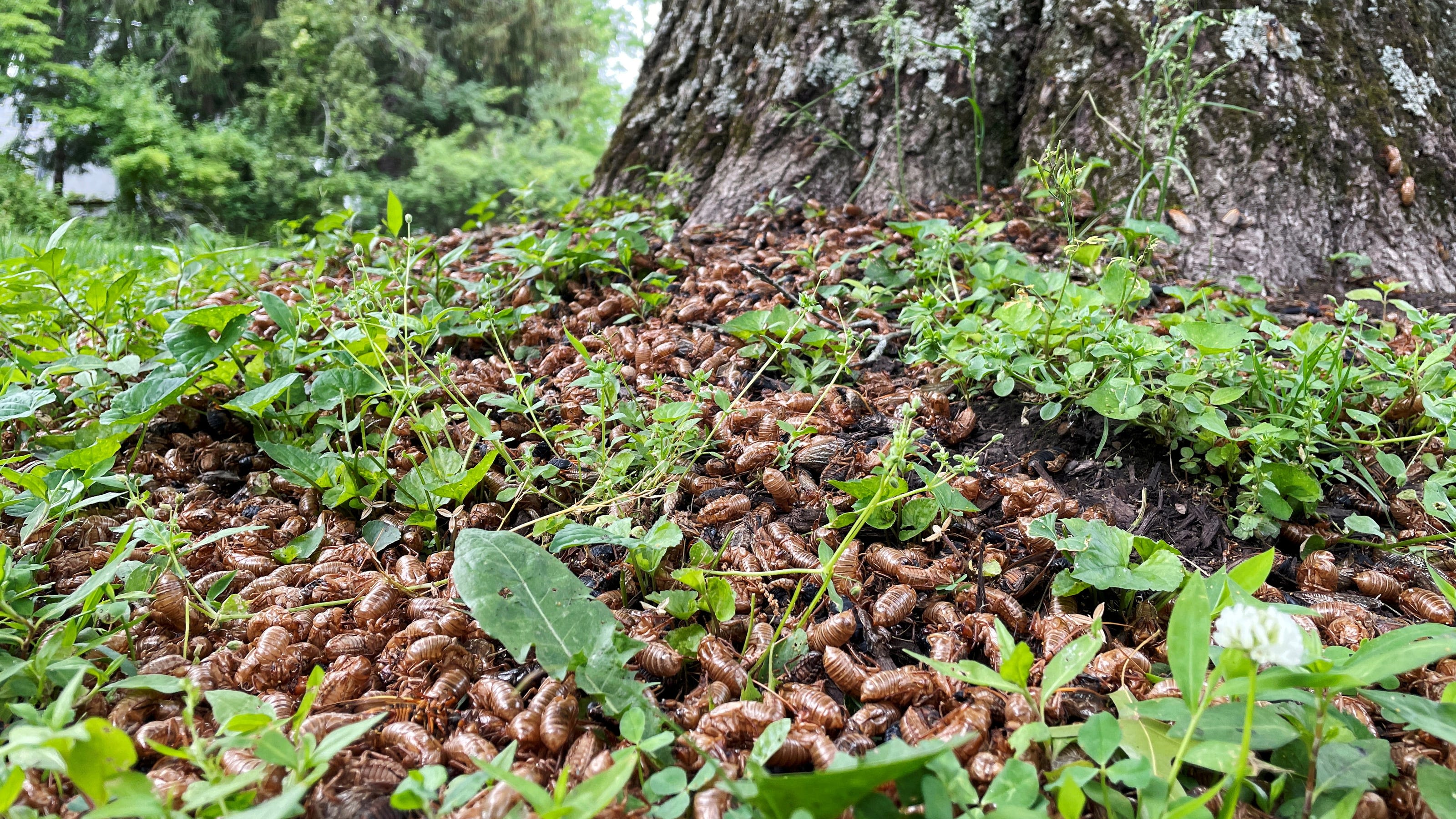 When do cicadas come out? See 2024 emergence map as sightings are reported across the South