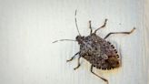 How to Get Rid of Stink Bugs in Your House