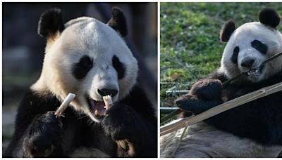 大熊貓｜芬蘭動物園養不起 「金寶寶」「華豹」提早8年送返中國