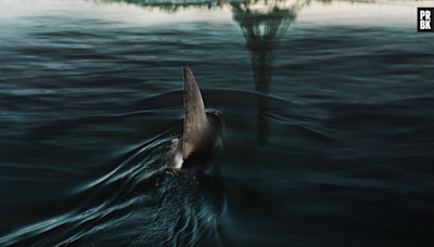 Sous la Seine : le film de Netflix a-t-il filmé de vrais requins ? On a posé la question à Bérénice Béjo