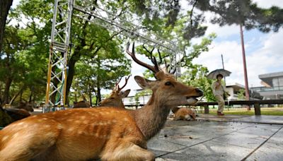 中國遊客餵奈良鹿「大便仙貝」 恐違反這法