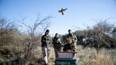 Los argentinos que combaten el tráfico ilegal del cardenal amarillo y lo reinsertan en su hábitat natural