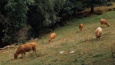 Polémica en 9 pueblos de León al obligar a los ganaderos a recoger las boñigas: 'Los dueños de perros lo hacen'