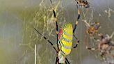 ¿La araña joro es venenosa? Voladora y gigante causa terror en este lugar