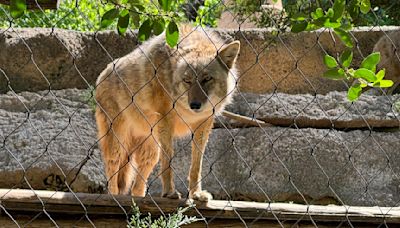 Animals get stressed during eclipses. But not for the reason you think