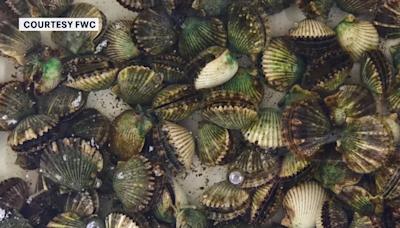 Scallop season in Pasco County on hold after toxins detected, FWC says