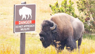 Idaho man arrested for kicking Yellowstone bison while drunk: officials