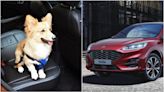 福特新專利寵物用安全帶 毛孩爸媽開車更安心！