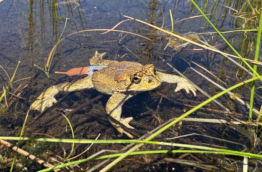SF Zoo releases threatened toads into Yosemite ecosystem