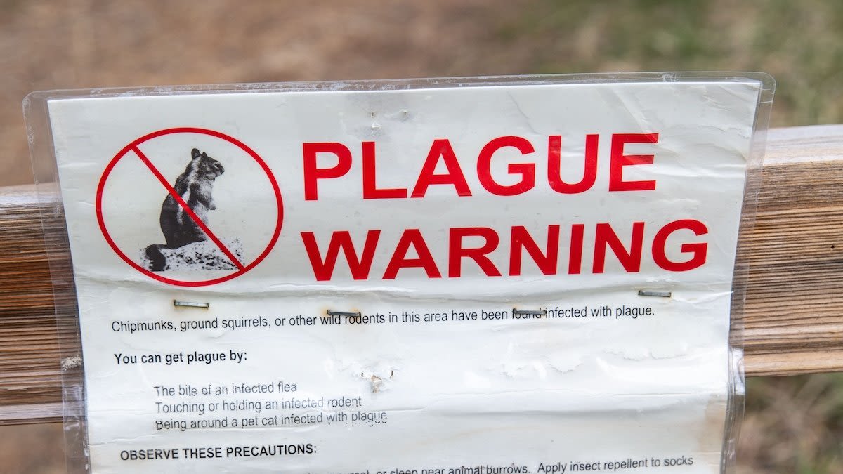 Human case of Bubonic plague confirmed in Colorado. What to know