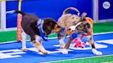When is the Puppy Bowl 2023? What to know about the cutest competition in sports
