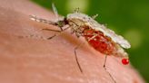 DoH shares strategy to fight dengue - BusinessWorld Online