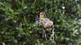 Could the flying, venomous Joro spider come to Pennsylvania?