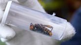 Murder hornets given new common name by entomologists