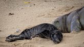 Newest addition to Oahu’s monk seal family has been named!