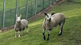 Young offenders turn to 'life-changing' farm work