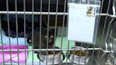 Animal Shelter needs foster families for kittens as more come in each day with limited space.