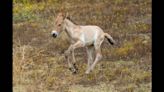 Rare horse — once believed extinct — born at California zoo. See foal ‘find his stride’