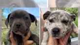 Hunt launched for puppies stolen from Leicester back garden