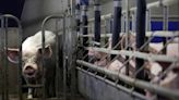 屠宰場驗出首起本土病例 「非洲豬瘟」病毒再次威脅泰國--上報