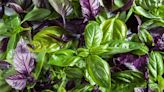 17 Types of Basil to Grow in Your Herb Garden