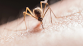 Mosquito fogging scheduled tonight in Mohave Valley