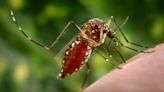 FDA approves world's 1st chikungunya vaccine