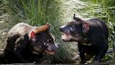 Australia's Juukan Gorge yields up rare Tasmanian Devil tooth