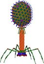 Bacteriophage